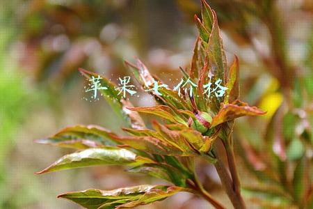 苹果七价格 苹果七价格
