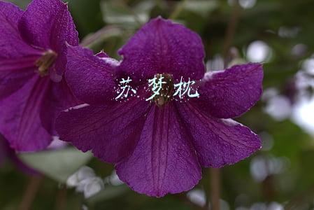 苏梦枕