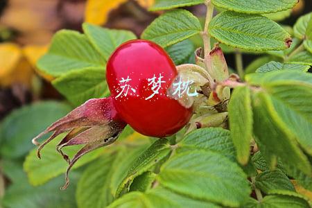 苏梦枕