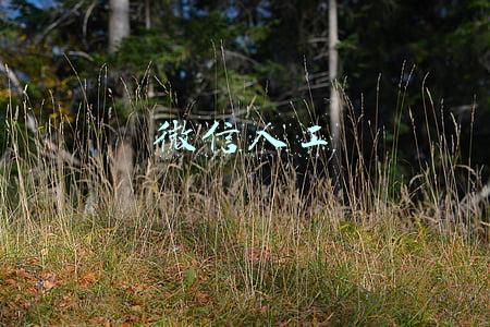 微信人工客服(微信如何联系人工客服呢？直接拨打微信24小时电话台)