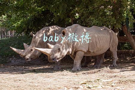baby微博
