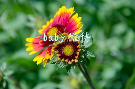 baby微博