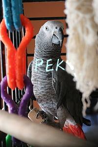 PEK