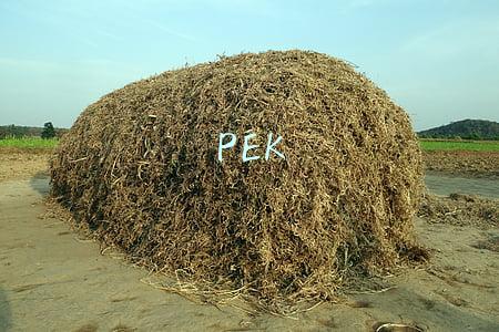 PEK
