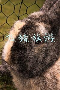 飞猪旅游