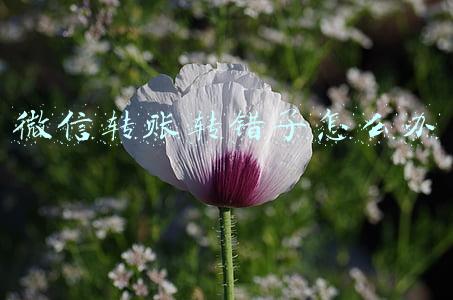 微信转账转错了怎么办