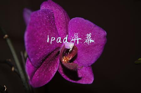 ipad屏幕