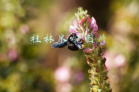桂林米粉图片