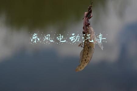 东风电动汽车