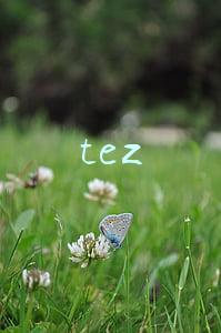 tez