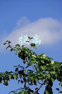摸高