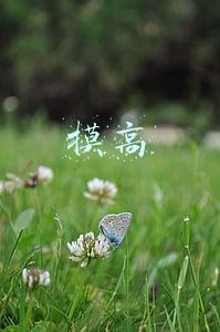 摸高