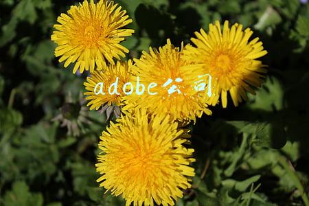 adobe公司