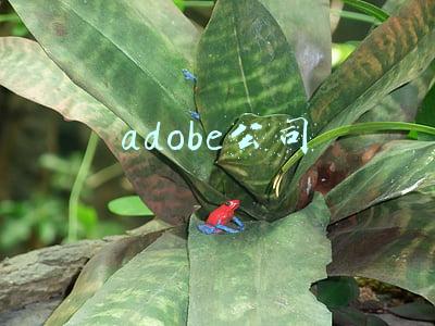 adobe公司