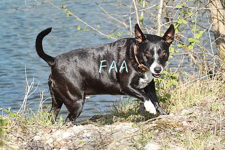 FAA