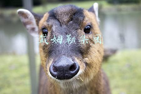 戴姆勒集团
