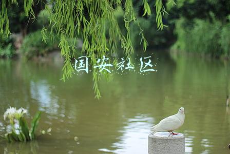 国安社区