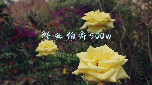 鲜血伯爵500w