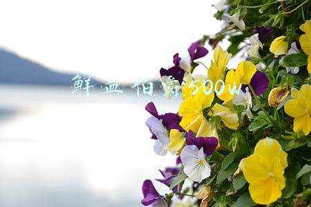 鲜血伯爵500w