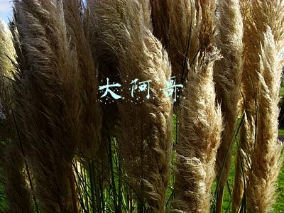 大阿哥 大阿哥