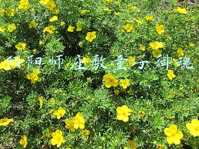 阴阳师座敷童子御魂
