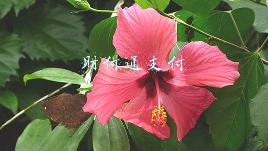 财付通支付