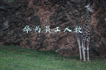 华为员工人数