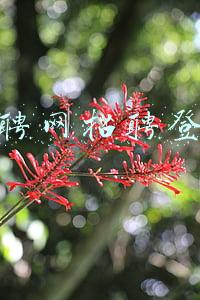 猎聘网招聘网企业登录入口(人社部推荐56家正规招聘网站)