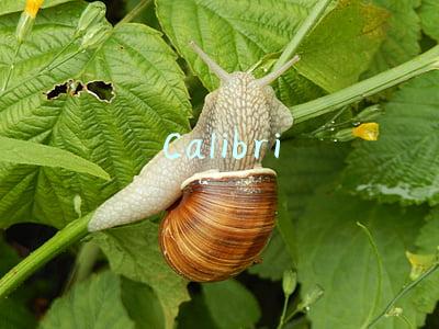 Calibri