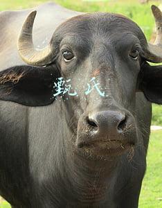 甄氏 甄氏
