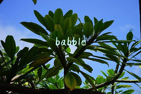 babble英语怎么读(如何高效记住英语单词（b-bb）)