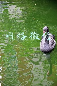 网络微信版(拨打免费网络电话 微信电话本iOS版上线)