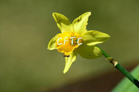 CFTC