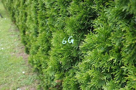 6G