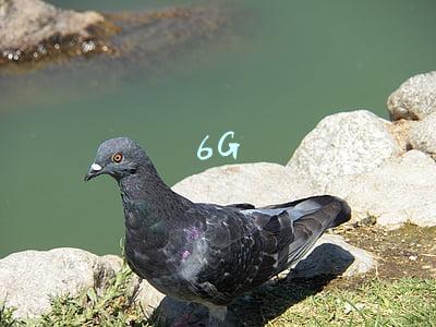 6G
