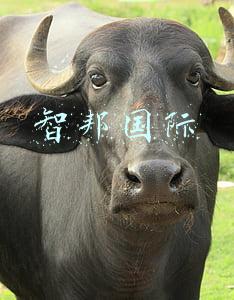 智邦国际