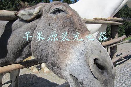 苹果原装充电器