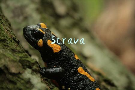 Strava