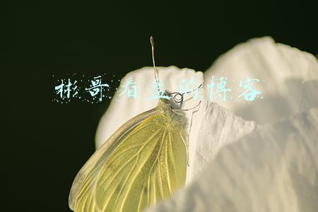 彬哥看盘的博客