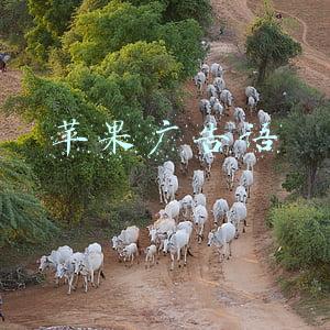 苹果广告语