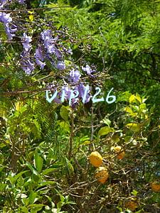 vip126邮箱登陆登录(网易邮箱账号遭公开叫卖 信息“裸奔”到何时)