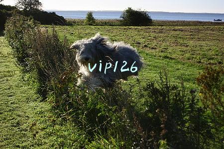 vip126