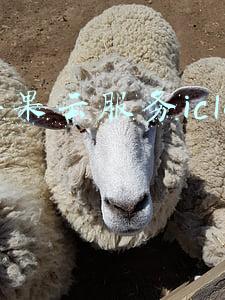 苹果云服务icloud