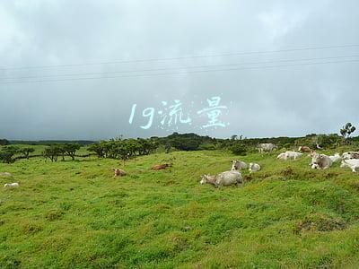 1g流量