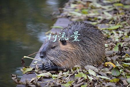 1g流量