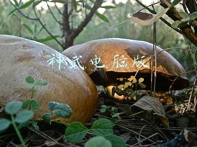 神武电脑版