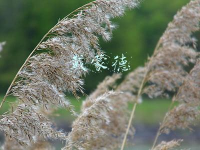 戴蒙德