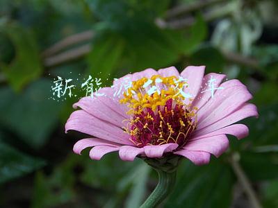 新能源公交车