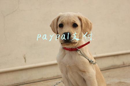 paypal支付不了(PayPal发生故障 用户无法付款或登录)