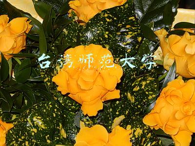台湾师范大学